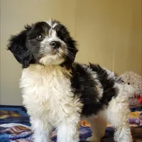 Dash, a male Springer Doodle for sale in Oklahoma City, OK – Photo 3 of 8