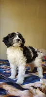 Dash, a male Springer Doodle for sale in Chicago, IL – Photo 3 of 8