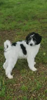 Dash, a male Springer Doodle for sale in Oklahoma City, OK – 2 of 10