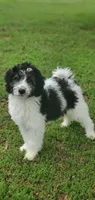 Dash, a male Springer Doodle for sale in Oklahoma City, OK – 4 of 10