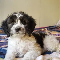 Dash, a male Springer Doodle for sale in Oklahoma City, OK – Photo 8 of 8