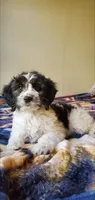 Dash, a male Springer Doodle for sale in Chicago, IL – Photo 8 of 8