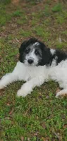 Dash, a male Springer Doodle for sale in Oklahoma City, OK – 7 of 10