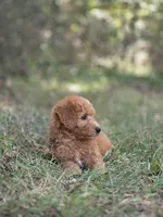 Willow, a female Miniature Goldendoodle for sale in Commerce, TX – 5 of 9