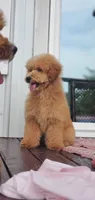Oakley , a male Miniature Goldendoodle for sale in Commerce, TX – 4 of 9