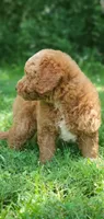 Walter, a male Miniature Goldendoodle for sale in Commerce, TX – 7 of 10