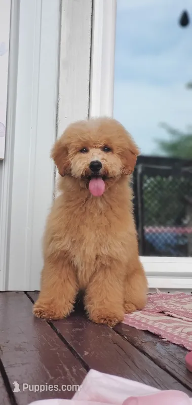 Oakley  – Miniature Goldendoodle puppy for sale in Oklahoma City, OK