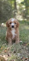 Stella, a female Miniature Goldendoodle for sale in Commerce, TX – 9 of 10