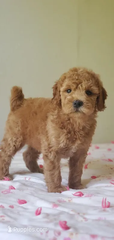 Molly – Miniature Goldendoodle puppy for sale in Oklahoma City, OK