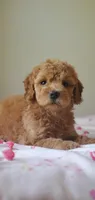 Molly, a female Miniature Goldendoodle for sale in Oklahoma City, OK – Photo 2 of 8