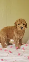 Molly, a female Miniature Goldendoodle for sale in Oklahoma City, OK – Photo 8 of 8