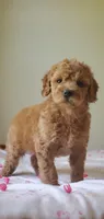 Molly, a female Miniature Goldendoodle for sale in Oklahoma City, OK – Photo 3 of 8