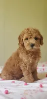 Molly, a female Miniature Goldendoodle for sale in Oklahoma City, OK – Photo 4 of 8