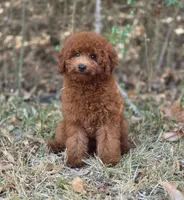 Rusty, a male Miniature Goldendoodle for sale in Commerce, TX – 2 of 10
