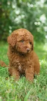 Maverick , a male Miniature Goldendoodle for sale in Commerce, TX – 9 of 10