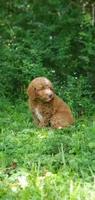 Walter, a male Miniature Goldendoodle for sale in Commerce, TX – 10 of 10