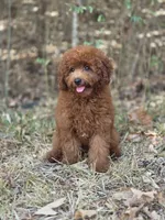 Rusty, a male Miniature Goldendoodle for sale in Commerce, TX – 6 of 10