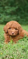 Maverick , a male Miniature Goldendoodle for sale in Commerce, TX – 6 of 10