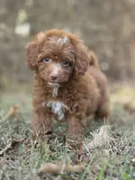 Ivy, a female Miniature Goldendoodle for sale in Commerce, TX – 3 of 9