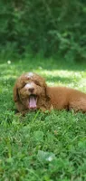 Walter, a male Miniature Goldendoodle for sale in Commerce, TX – 9 of 10