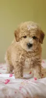 Oakley , a male Miniature Goldendoodle for sale in Oklahoma City, OK – Photo 7 of 10
