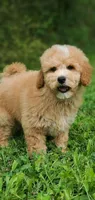Oakley , a male Miniature Goldendoodle for sale in Oklahoma City, OK – 7 of 10