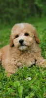Oakley , a male Miniature Goldendoodle for sale in Oklahoma City, OK – 10 of 10