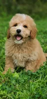 Oakley , a male Miniature Goldendoodle for sale in Oklahoma City, OK – 9 of 10