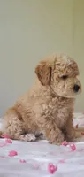 Oakley , a male Miniature Goldendoodle for sale in Oklahoma City, OK – Photo 10 of 10