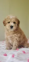 Oakley , a male Miniature Goldendoodle for sale in Oklahoma City, OK – Photo 8 of 10