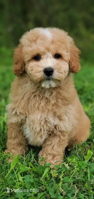 Oakley  – Miniature Goldendoodle puppy for sale in Oklahoma City, OK