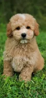 Oakley , a male Miniature Goldendoodle for sale in Oklahoma City, OK – 1 of 10
