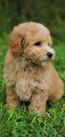 Oakley , a male Miniature Goldendoodle for sale in Oklahoma City, OK – 6 of 10