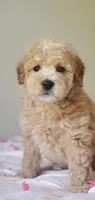 Oakley , a male Miniature Goldendoodle for sale in Oklahoma City, OK – Photo 6 of 10