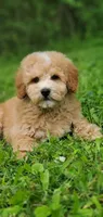 Oakley , a male Miniature Goldendoodle for sale in Oklahoma City, OK – 2 of 10