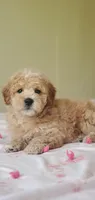 Oakley , a male Miniature Goldendoodle for sale in Oklahoma City, OK – Photo 3 of 10
