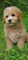 Oakley , a male Miniature Goldendoodle for sale in Oklahoma City, OK – 8 of 10