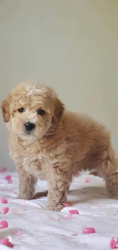 Oakley  – Miniature Goldendoodle puppy for sale in Oklahoma City, OK