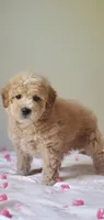 Oakley , a male Miniature Goldendoodle for sale in Oklahoma City, OK – Photo 1 of 10