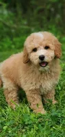 Oakley , a male Miniature Goldendoodle for sale in Oklahoma City, OK – 5 of 10