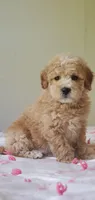 Oakley , a male Miniature Goldendoodle for sale in Oklahoma City, OK – Photo 4 of 10