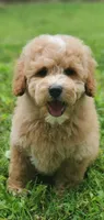 Oakley , a male Miniature Goldendoodle for sale in Oklahoma City, OK – 4 of 10