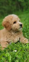 Oakley , a male Miniature Goldendoodle for sale in Oklahoma City, OK – 3 of 10