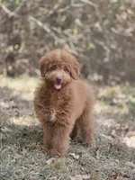 Cookie , a female Miniature Goldendoodle for sale in Commerce, TX – 4 of 8