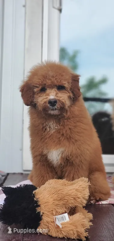 Mia – Miniature Goldendoodle puppy for sale in Oklahoma City, OK