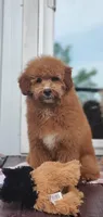 Mia, a female Miniature Goldendoodle for sale in Commerce, TX – 1 of 10