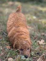Willow, a female Miniature Goldendoodle for sale in Commerce, TX – 7 of 9