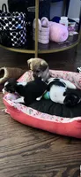 Stoney, a female Chihuahua for sale in St. Louis, MO – 5 of 6
