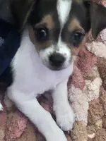 Stoney, a female Chihuahua for sale in St. Louis, MO – 1 of 6