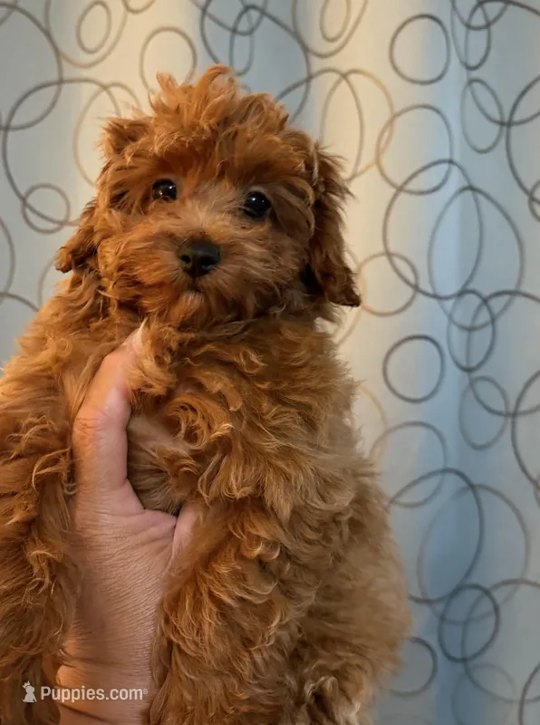 AKC Pet Pink Girl  – Poodle - Toy  puppy for sale in Covina, CA